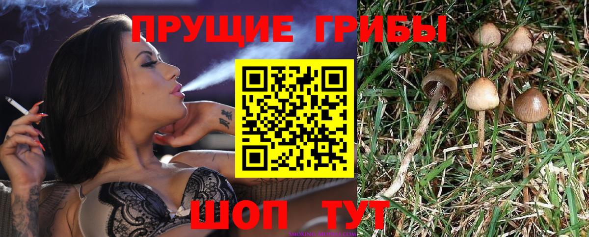 Галлюциногенные грибы GOLDEN TEACHER Туапсе